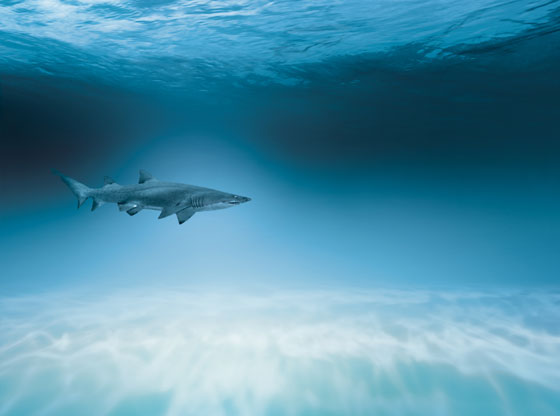 A shark swimming in the ocean, showing why creative thinkers invented shark repellent (image © Ajlber/Thinkstock).