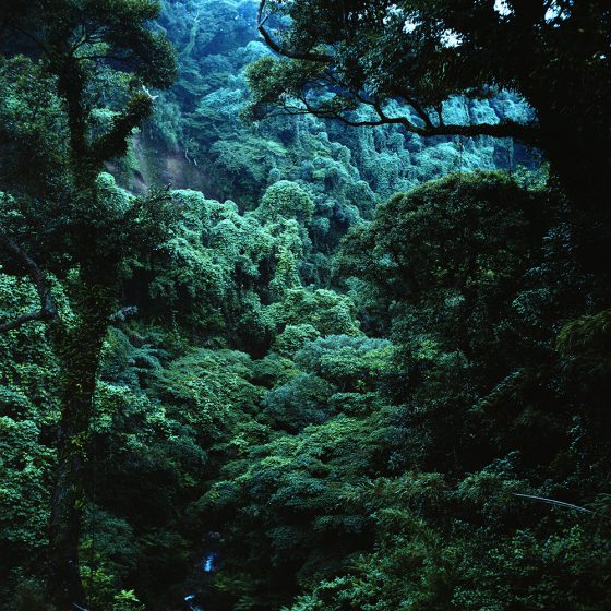 Yakushima rainforest showing reverence for nature and Japanese traditions in photography. (Image © Kodo Chijiiwa.)