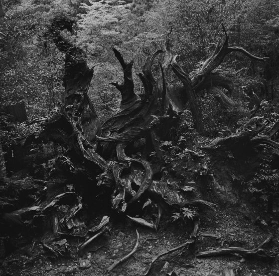 Photograph of forest by Satoru Watanabe, showing Japanese traditions and reverence for nature. (Image © Satoru Watanabe.)