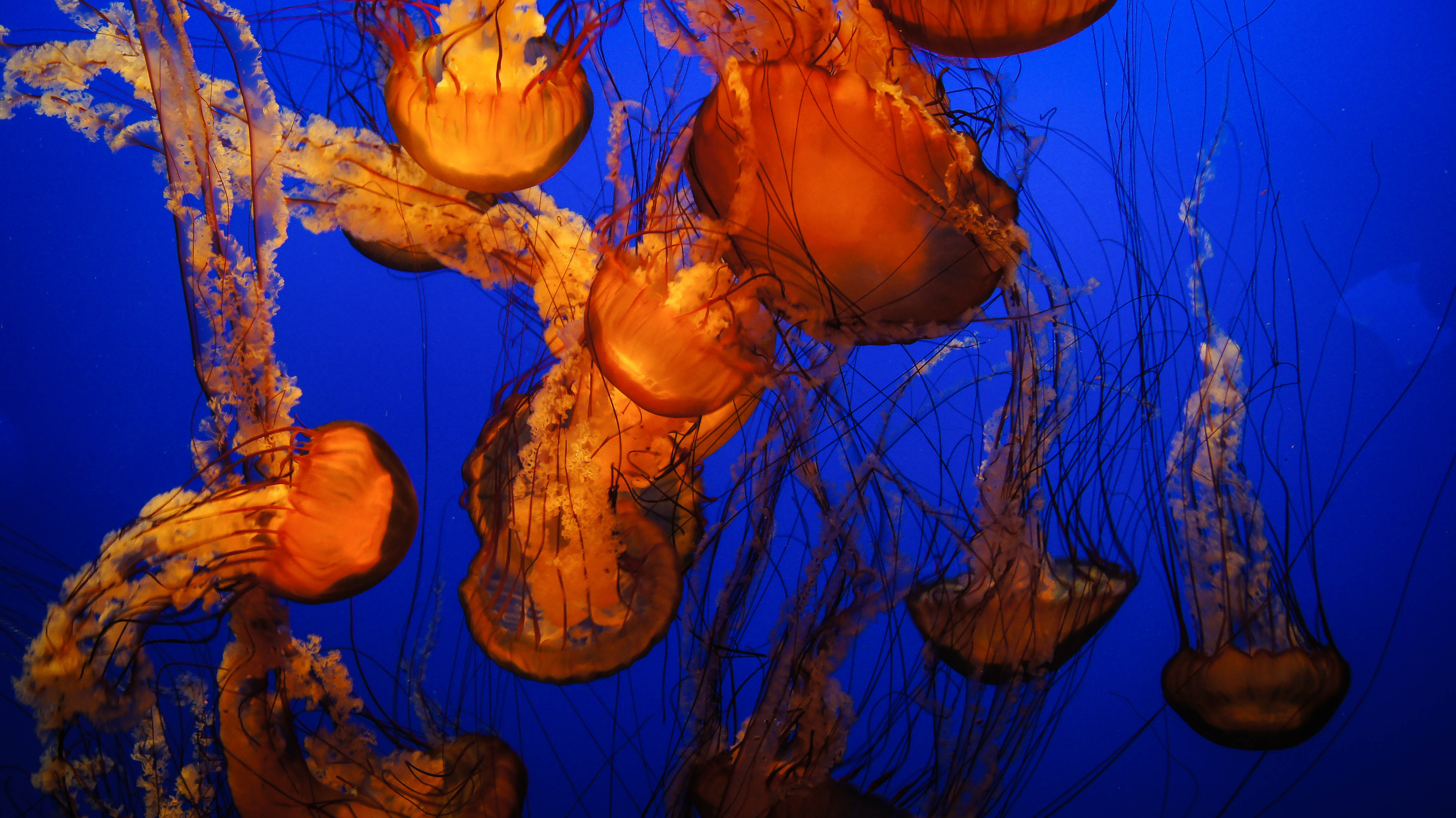 Sea nettle Jellies swimming at the Monterey Bay Aquarium, showing travel stories that connect travelers to different worlds (image © Sam Anaya A.).