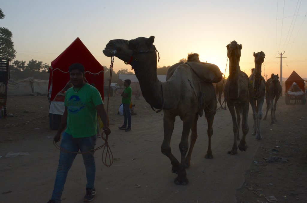 Camel trader with camels at sunset in Pushkar, Rajasthan, India, a place for travel adventures. (Image © Meredith Mullins.)