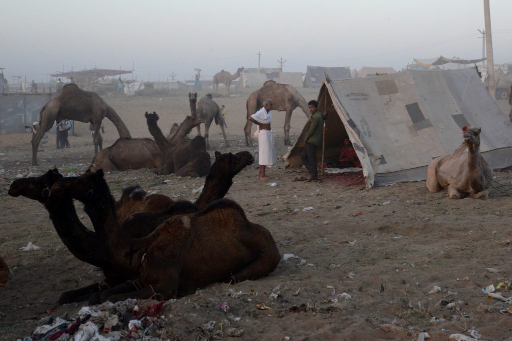 Camp at the Pushkar Camel Fair in Rajasthan, India, a place for travel adventures. (Image © Meredith Mullins.)