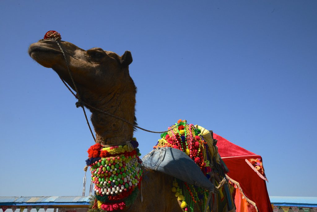Camel with colorful decorations at the Pushkar Camel Fair in Rajasthan, India, a place for travel adventures. (Image © Meredith Mullins.)