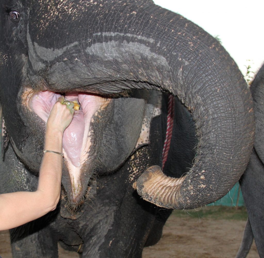 Feeding elephants at Eleday in Jaipur, India, travel adventures for tourists. (Image © Anne Hobbs.)