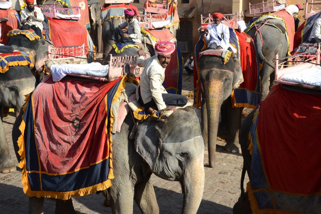 Elephants at the Amber Fort in Jaipur, India,, offering travel adventures for visiting tourists. (Image © Meredith Mullins.)