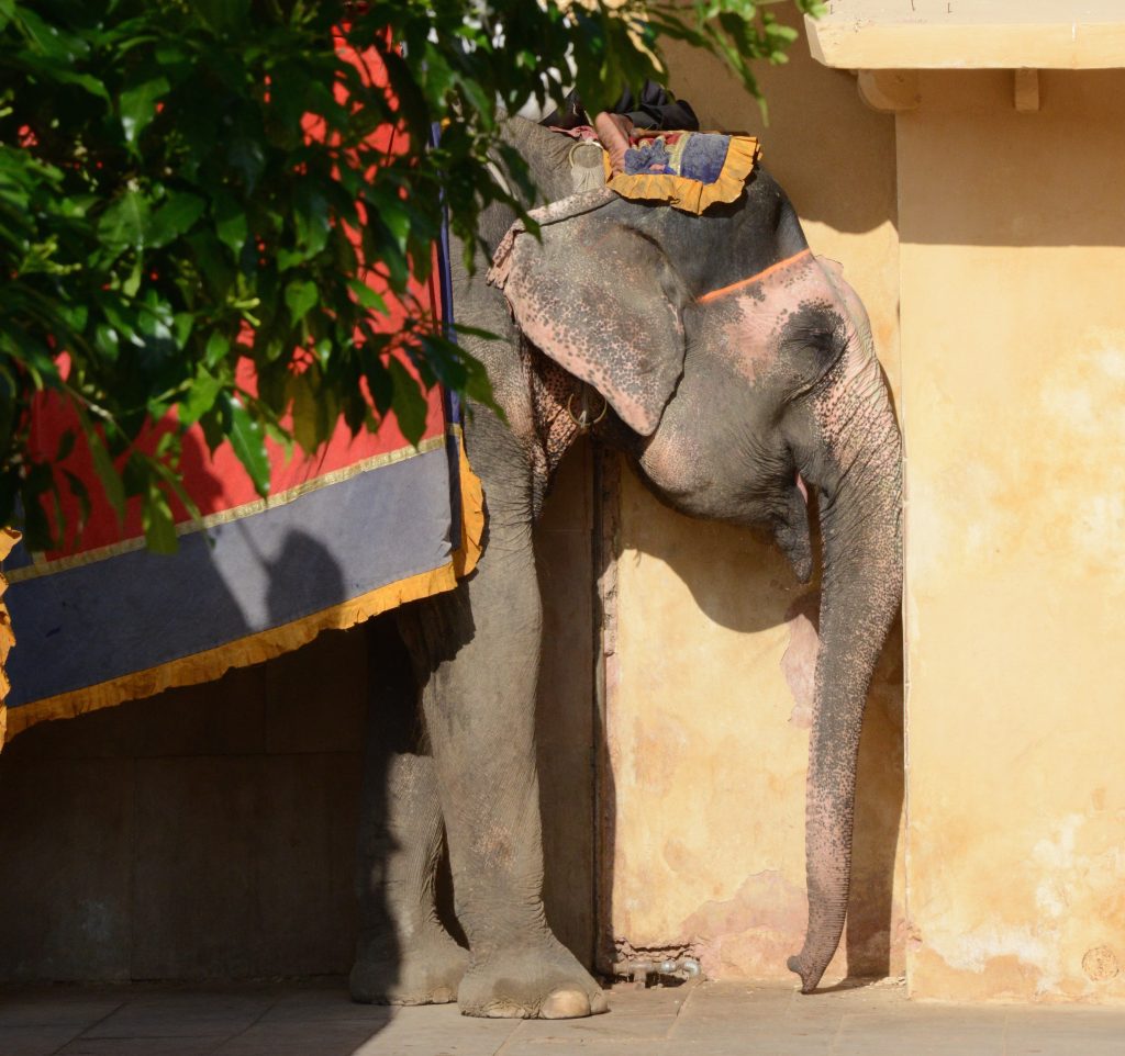 Elephant resting against a wall in Jaipur, India, offering travel adventures to tourists at the Amber Fort. (Image © Meredith Mullins.)
