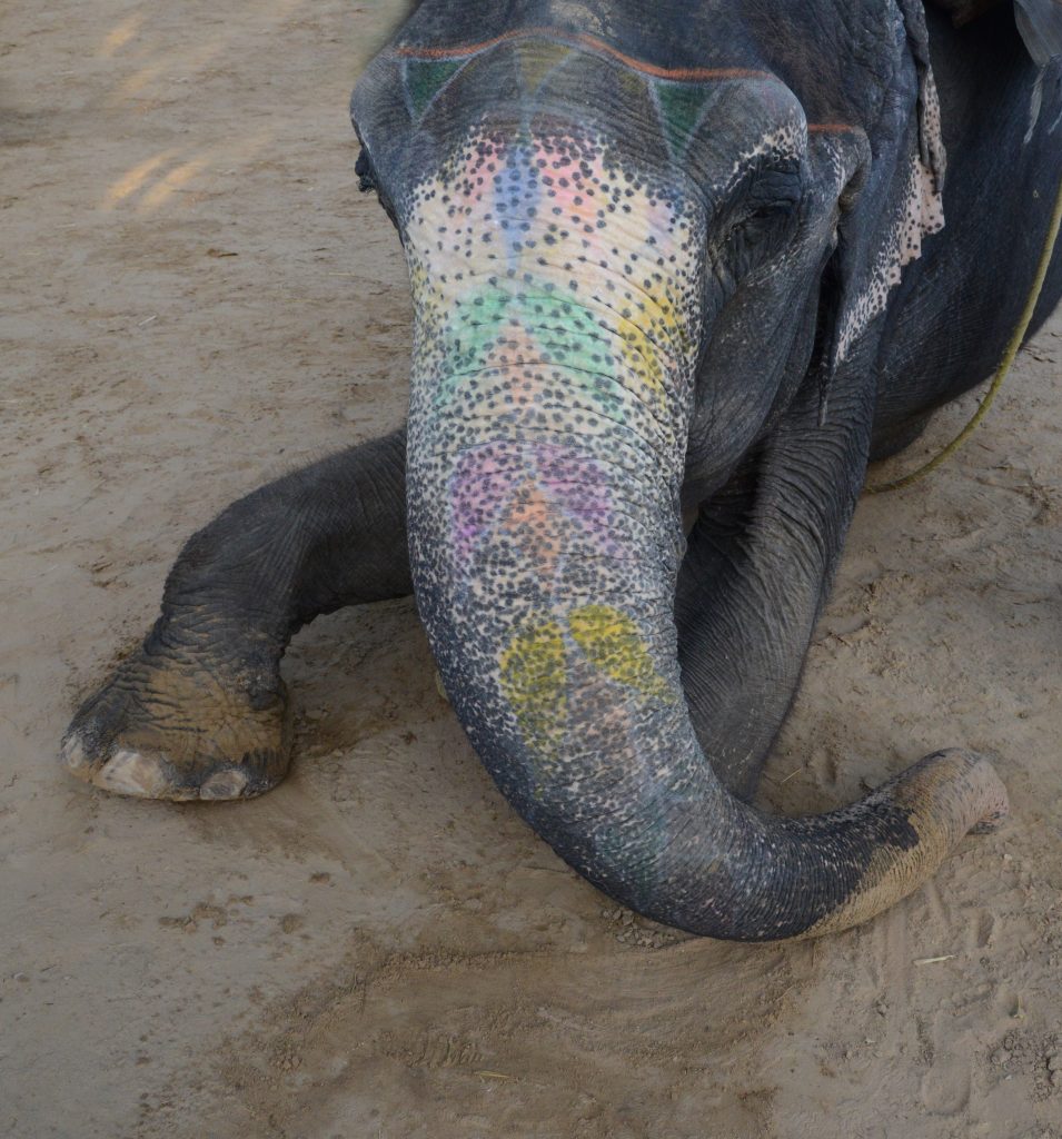 Seated elephant with painted trunk at a sanctuary for elephants in Jaipur, India, offering travel adventures for tourists. (Image © Meredith Mullins.)
