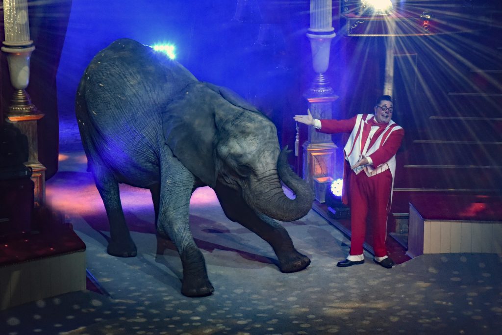 Elephant taking a bow at the Cirque d'Hiver in Paris, France, showing elephants in performance and entertaining travel adventures. (Image © Meredith Mullins.)