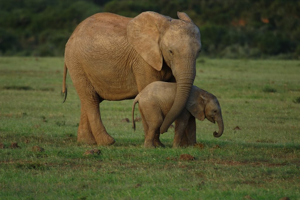Two elephants, mother and baby, showing why travel adventures in the wild are rewarding. (Image © Mohamed Shahid Sulaiman/Hemera.)