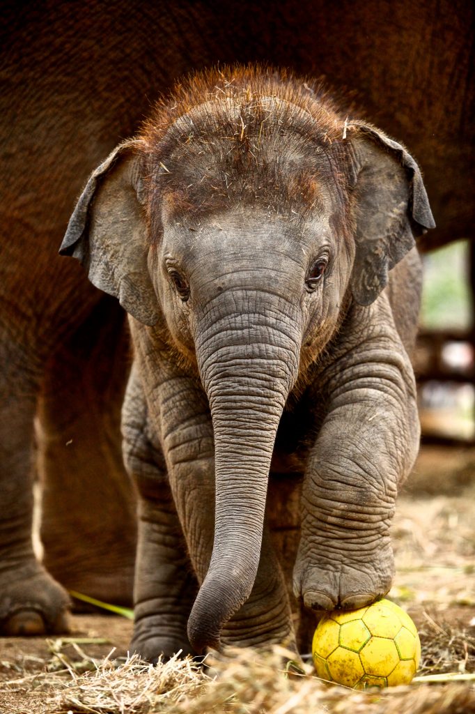 Baby elephant as part of amazing travel adventures with elephants. (Image © Mahouts/iStock.)