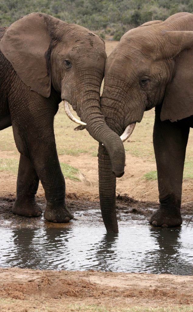 African elephants with trunks intertwined, offering travel adventures of the best kind. (Image © Nancy Haggarty/iStock.)