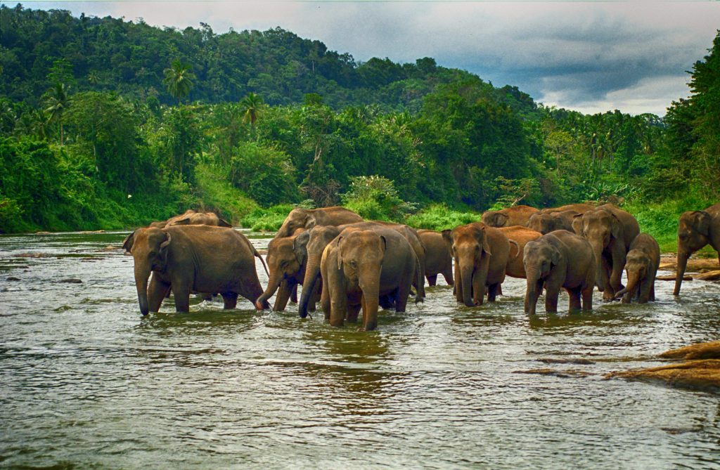 Elephants at a watering hole in Pinnewala, Sri Lanka, offering travel adventures in the wild. (Image © Nyira Gongo/iStock.)
