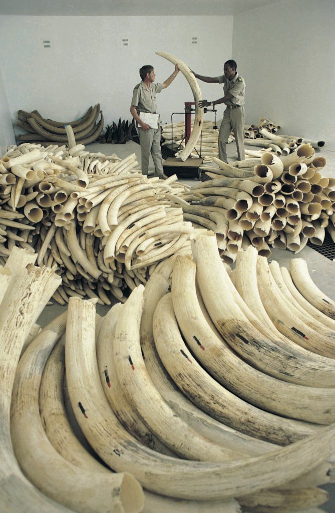 Illegal haul of elephant ivory, a danger to elephants and travel adventures in the wild. (Image © Stockbyte.)