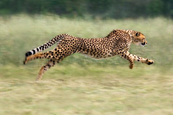 A cheetah in Namibia, the result of Suzi Eszterhas wildlife photography and travel adventures. (Image © Suzi Eszterhas.)