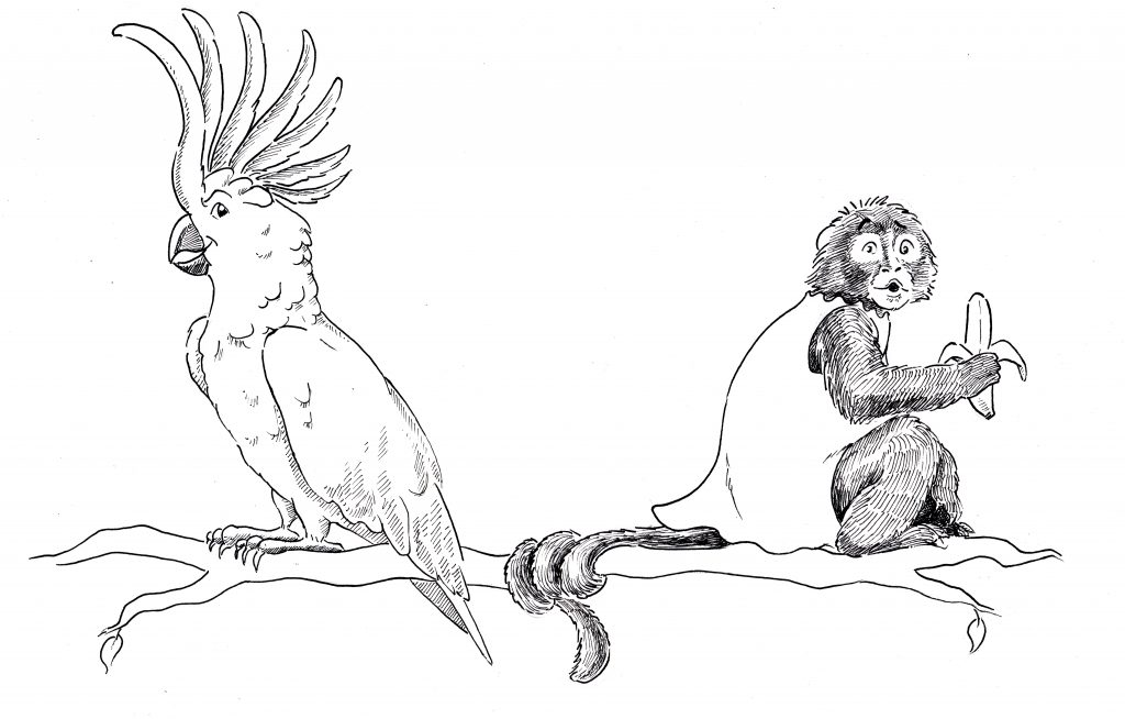 A cartoon of a cockatoo and a monkey with a silk dress sitting on a branch, illustrating how visual wordplay with Spanish and English proverbs tickles the bilingual brain. (image © Eva Boynton).