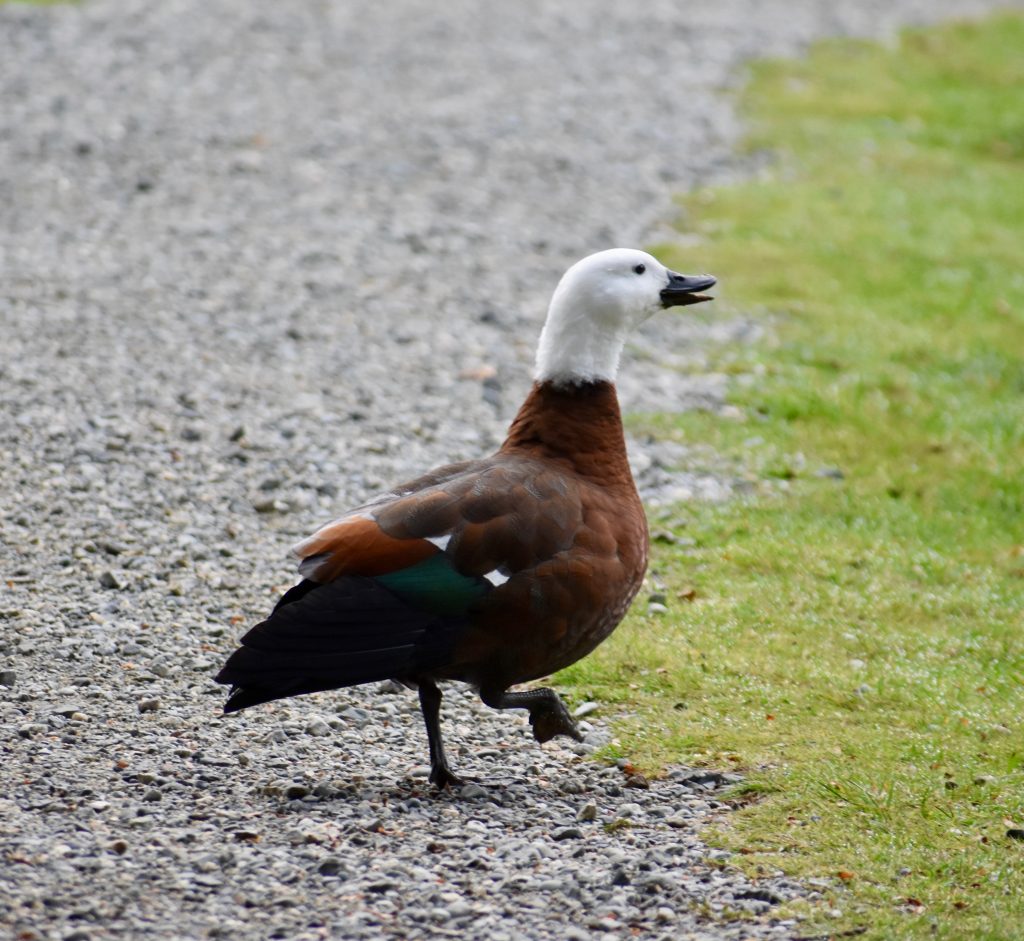 A friendly Paradise duck takes a step along a path in Te Anau inspiring visitors who are walking New Zealand. (Image © Joyce McGreevy)