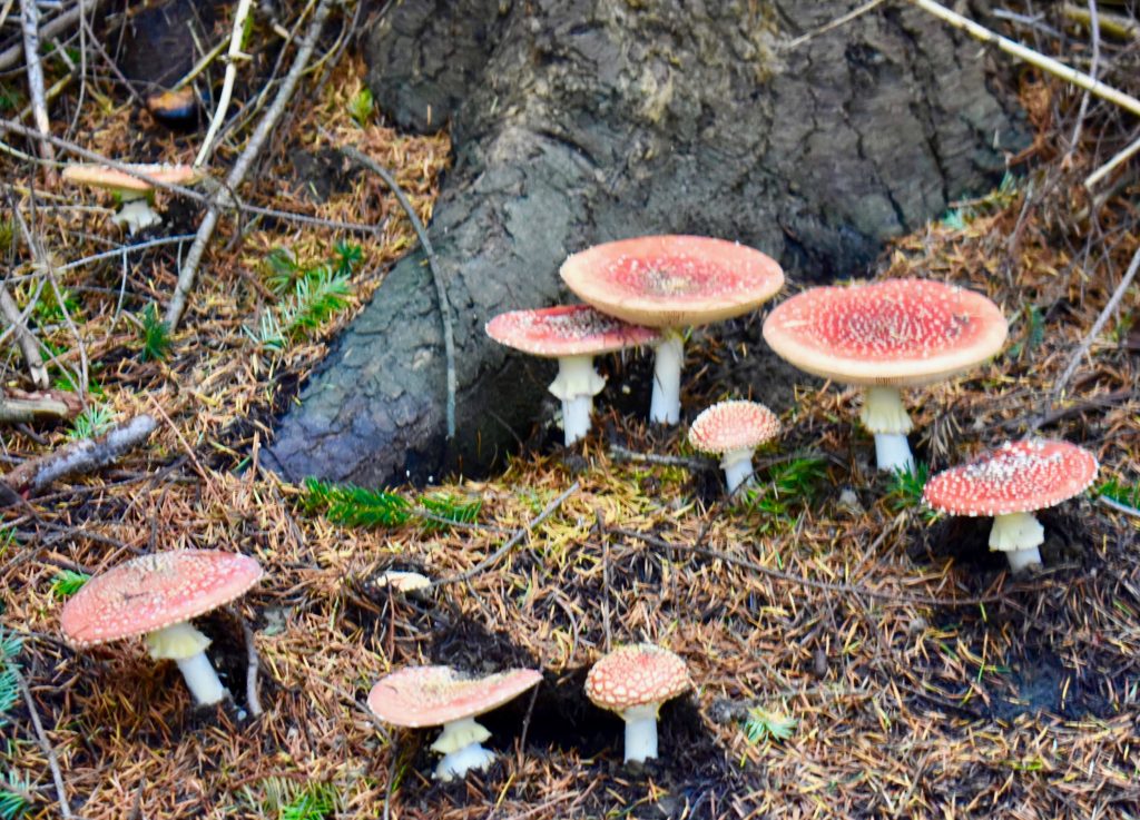 Wild mushrooms growing along a forest pathway on Queenstown Hill symbolizes mushrooming troubles that visitors who are walking New Zealand can consider and even resolve on mindful walks. (Image © Joyce McGreevy)