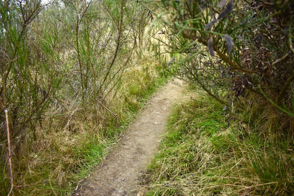 A walking pathway in the New Zealand bush invites visitors who are walking New Zealand to listen to the bird songs. (Image © Joyce McGreevy)