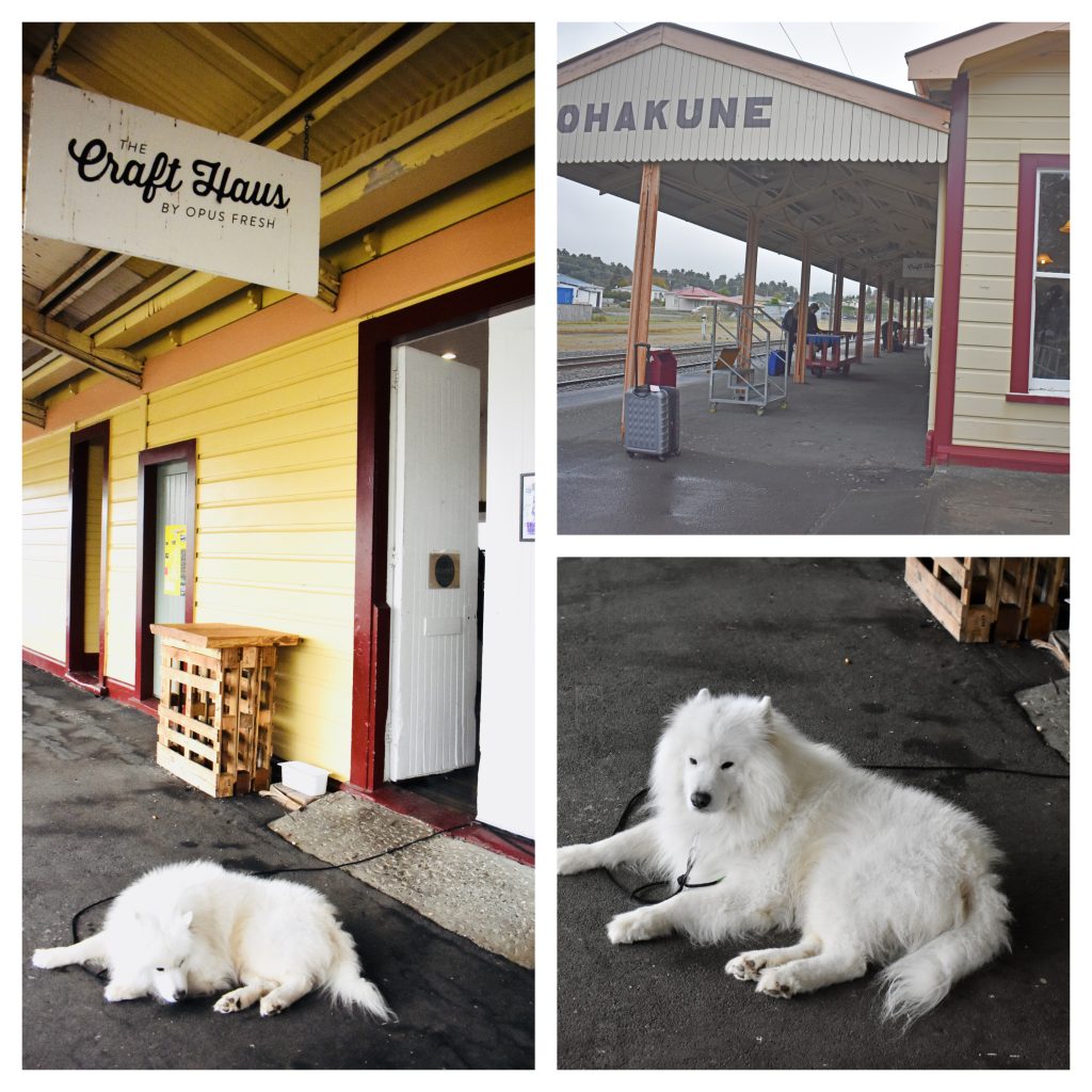 Cooper the Samoyed of Crafthaus in Ohakune, Ruapehu evokes memories of a New Zealand travel adventure. (Image © Joyce McGreevy)