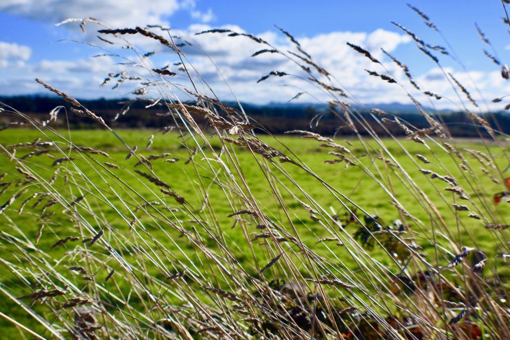 Field grass in Ohakune, Ruapehu evokes memories of a New Zealand travel adventure. (Image © Joyce McGreevy)