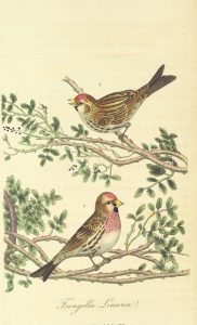 An image of two birds on branches from the book British Ornithology (1811), reflecting the visually rich cultural heritage of the British Library. 