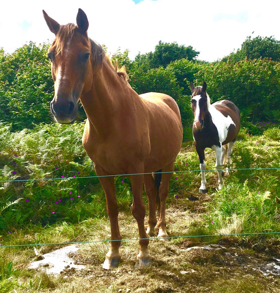 Two friendly Irish horses symbolize subtle aspects of the Irish tradition of the party piece, sharing songs, stories, and poems. (Image © Joyce McGreevy)