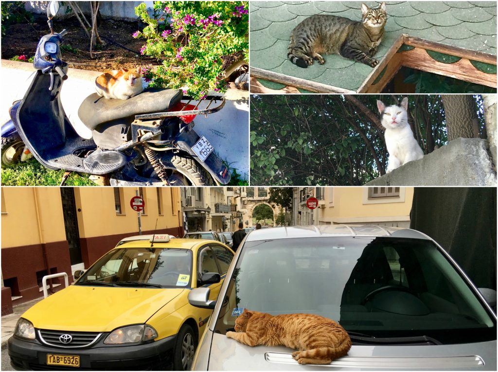Street cats in Greece and Turkey show why walking is a great way of seeing the world close up. (Image @ Joyce McGreevy)
