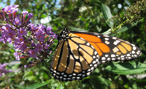 A monarch butterfly and its migration inspire aha moments, as described by Trails & Rails, a partnership with Amtrak and the National Park Service designed to educate train passengers about America’s public lands. (Image NPS)