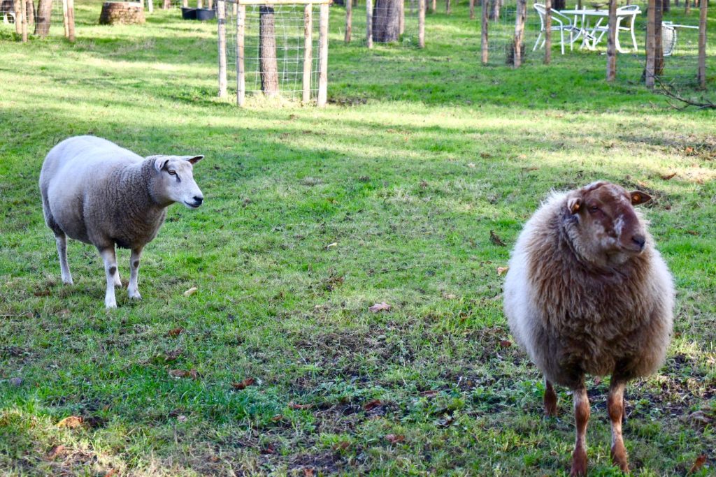 A sheep meadow in the heart of Bruges inspires a bilingual writer in Belgium. (Image © Joyce McGreevy)
