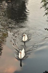 Brugsch Swaentje, or swans of Bruges, inspire a bilingual traveler in Belgium. (Image © Joyce McGreevy)