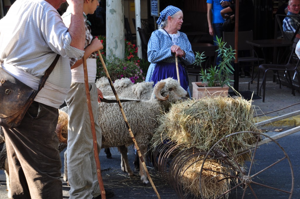 Sheep in parade celebrating French cultural heritage and traditions