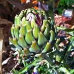 Crossing Cultures Over an Artichoke