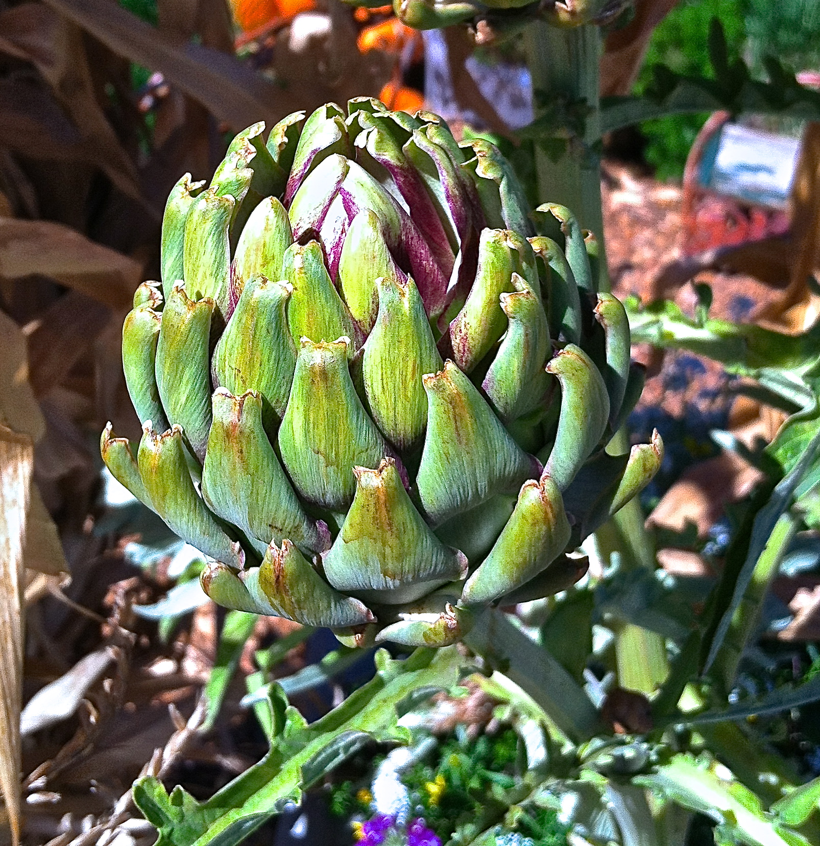 Artichoke, illustrating a food known by some only when crossing cultures