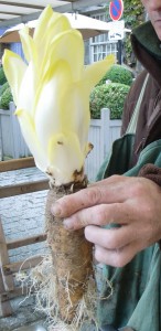 Endive attached to its long root, providing an "Oh, I see" moment on its growth process 