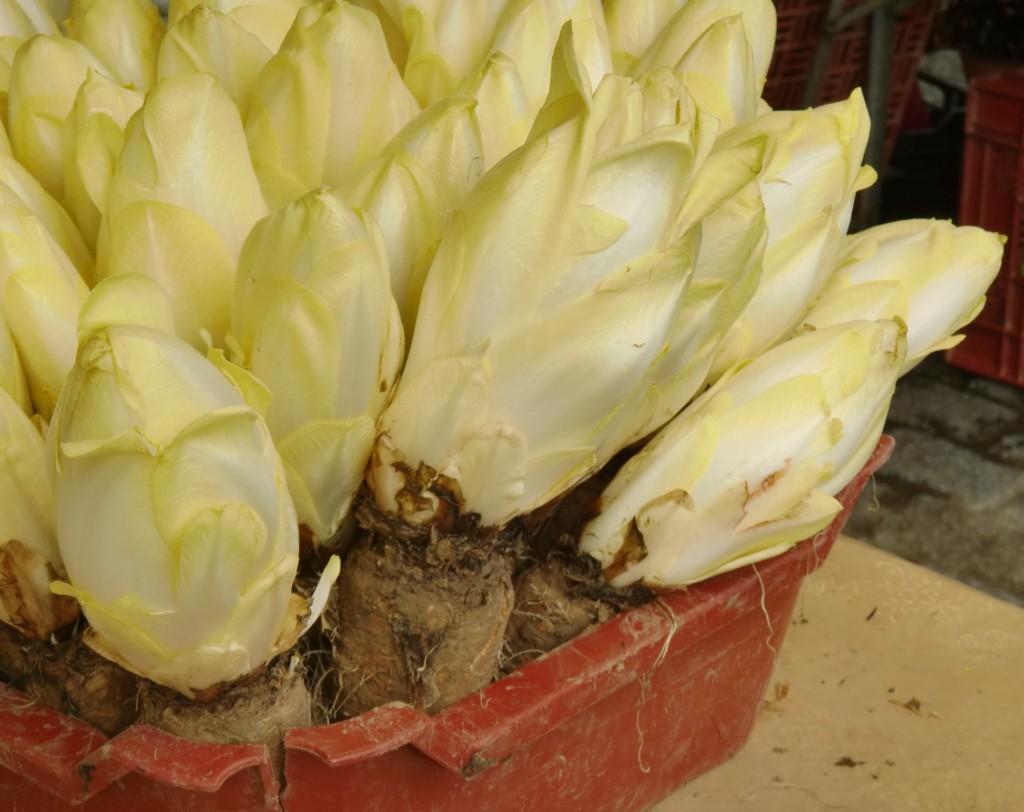 Tub of endive attached to its root, creating an "Oh, I see" moment about how the vegetable grows
