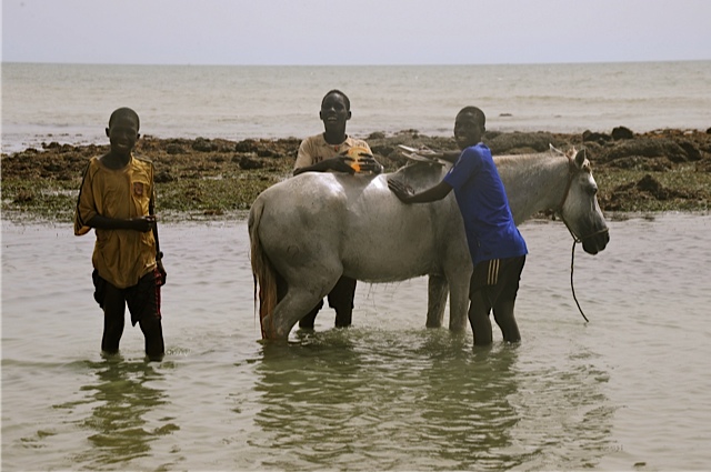 Senegalese boys washing horses in preparation for cultural traditions during Tabaski
