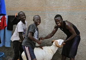 Boys with a sheep preparing for the cultural tradion of Tabaski in Senegal