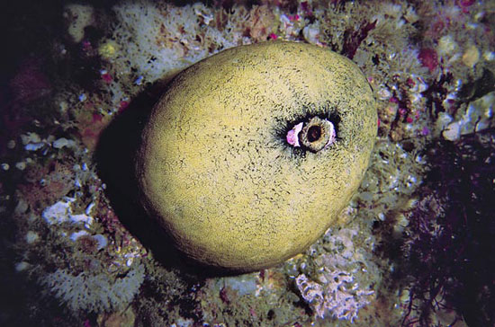 Sea limpet, photographed by a blind photographer using a creative process to see differently