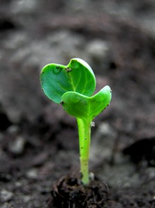 radish sprout, showing life-changing experience of nurturing growth