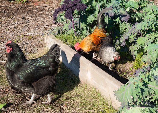 Chickens in a school garden inspire life lessons for students
