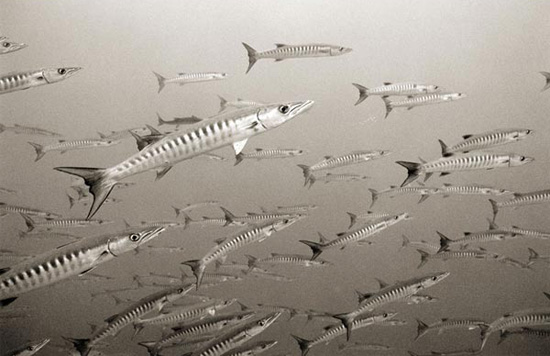 creative inspiration from a school of barracuda