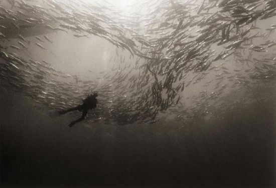 creative inspiration from a diver alone with a school of fish