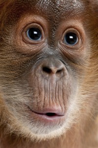 Baby orangutan looks hopeful about making choices to live a happier life with apps for apes