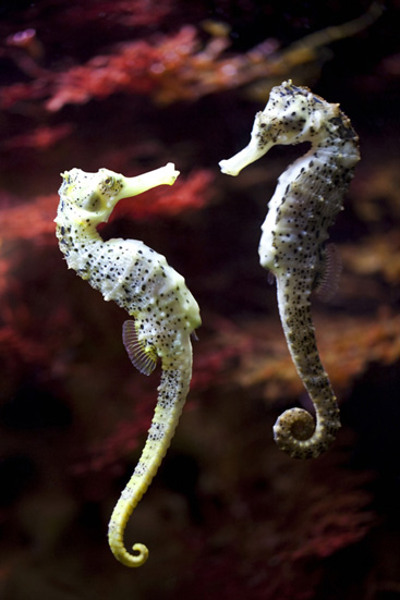 A seahorse couple faces each other as they show creative ways to say "I love you."