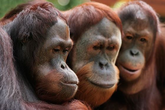 Three orangutans making choices about apps for apes to live a happier life