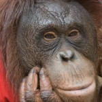 Apps for Apes Point the Way to a Happier Life