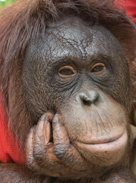 Thoughtful Orangutan ponders making choices to live a happier life with apps for apes