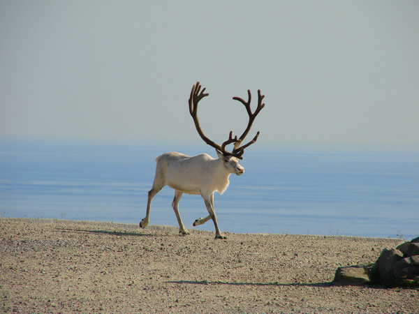 Reindeer, illustrating that languages reflect cultural differences