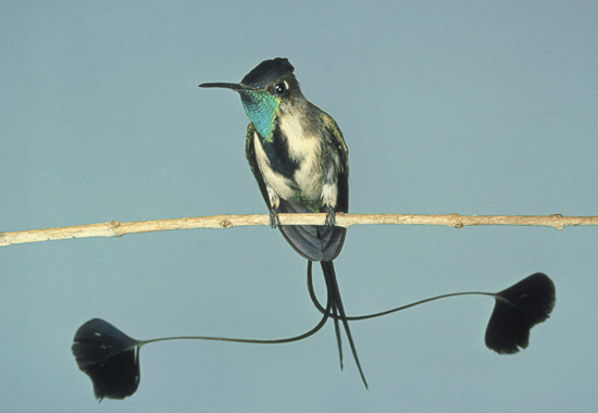 Marvelous spatuletail has a creative way to say I love you and teaches us a life lesson in the process.