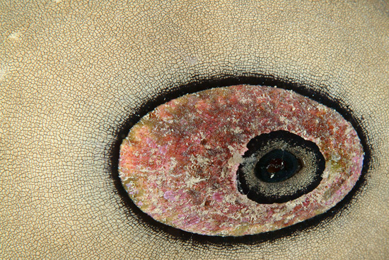 Limpet, a creative inspiration to blind photographer Bruce Hall, who is able to see differently in the creative process
